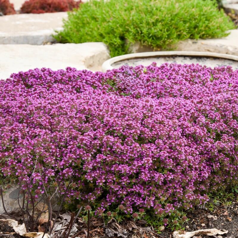 Lawn Thyme Seeds