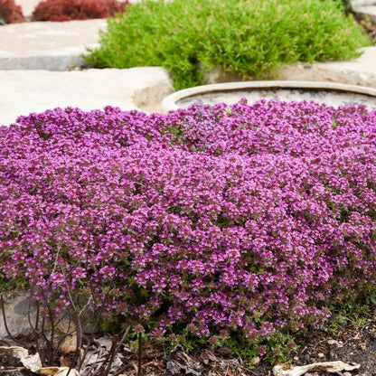 Lawn Thyme Seeds