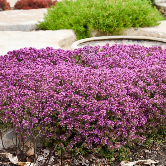 Lawn Thyme Seeds