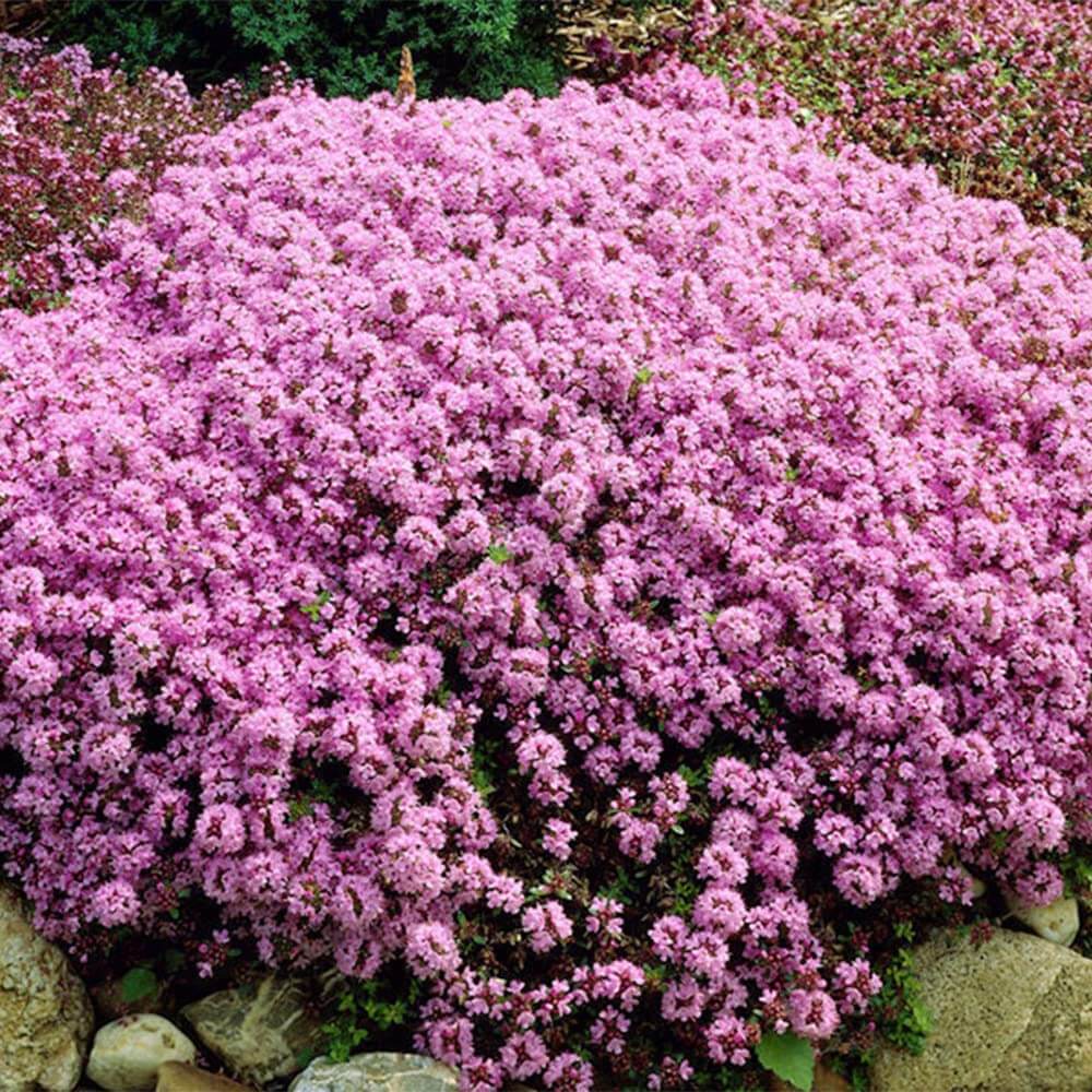Lawn Thyme Seeds