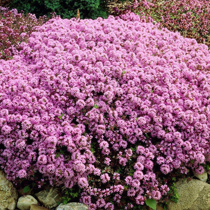 Lawn Thyme Seeds