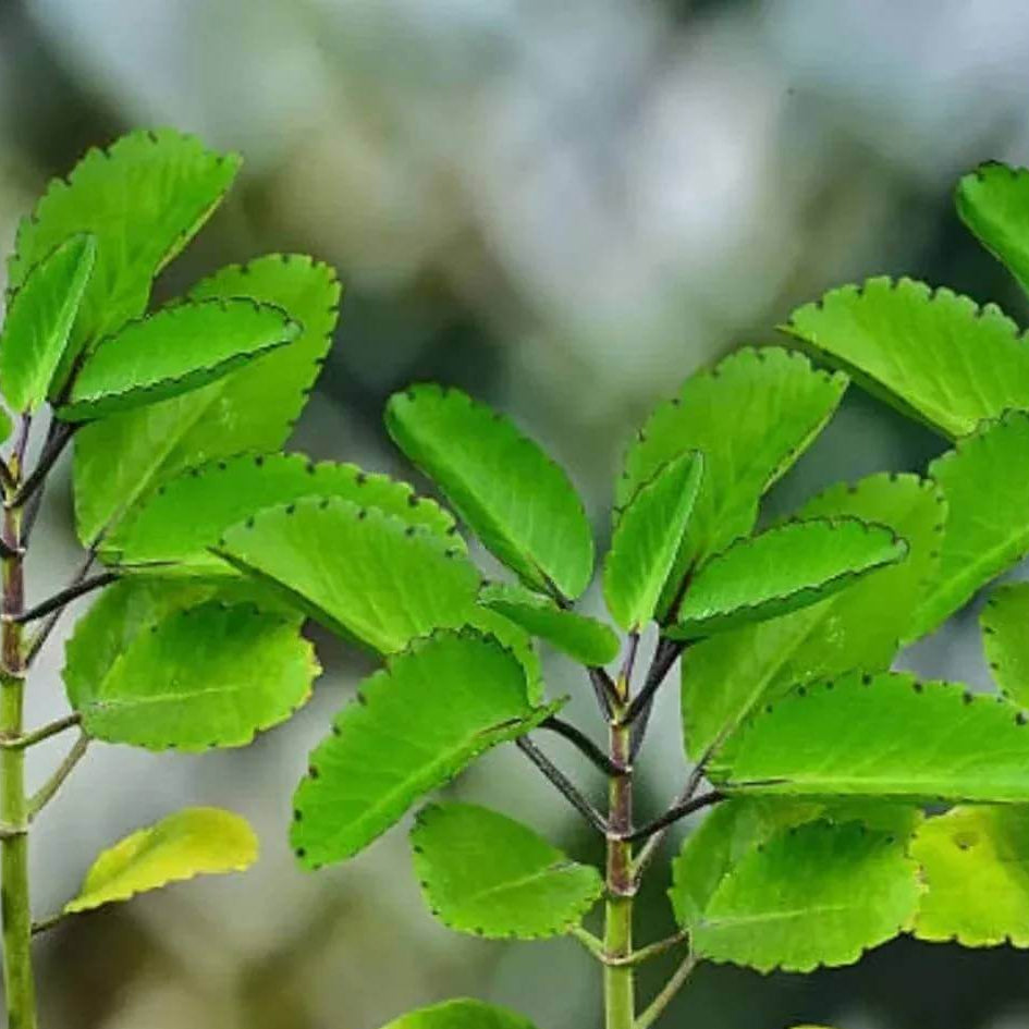 Leaf Of Life Plant Seeds - Succulent Plant for Home Gardens