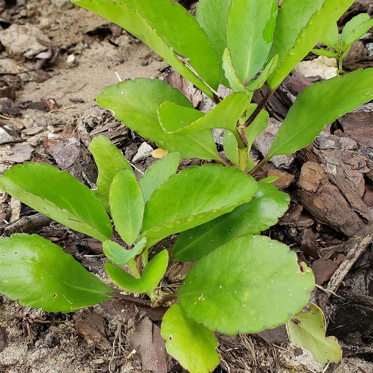 Leaf Of Life Plant Seeds - Succulent Plant for Home Gardens
