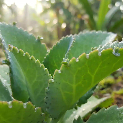 Leaf Of Life Plant Seeds - Succulent Plant for Home Gardens