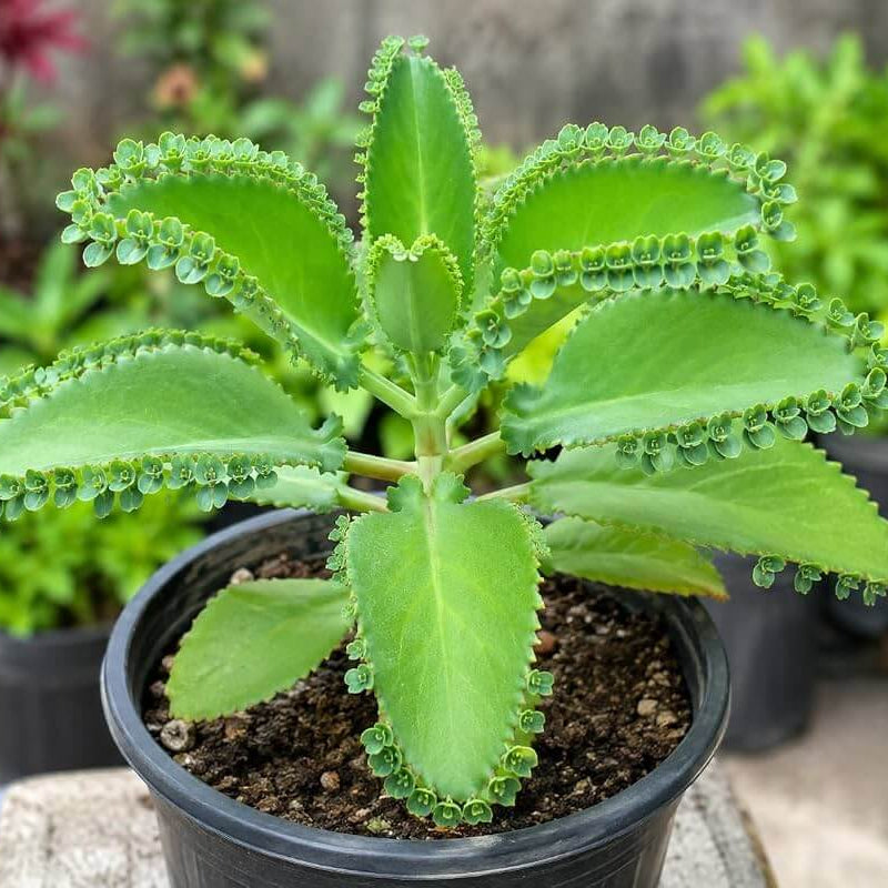 Leaf Of Life Plant Seeds - Succulent Plant for Home Gardens