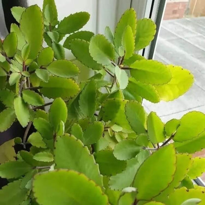 Leaf of Life Seeds