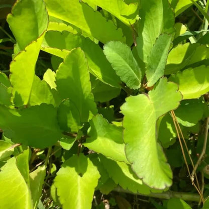 Leaf of Life Seeds