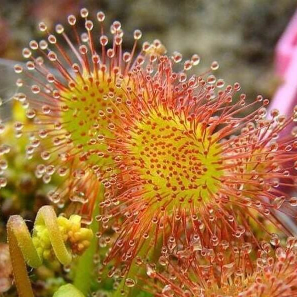 Leafy Sundew Drosera Stolonifera Seeds 