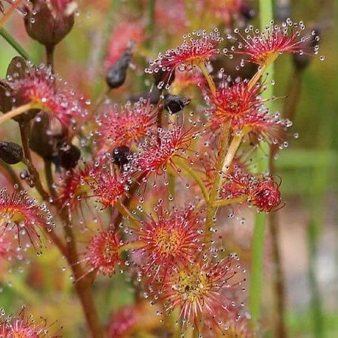 Leafy Sundew Drosera Stolonifera Seeds 