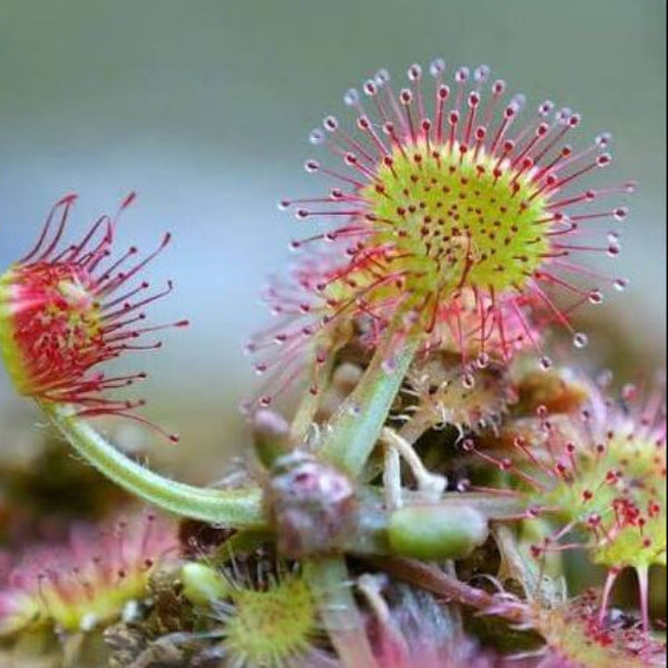 Leafy Sundew Drosera Stolonifera Seeds 