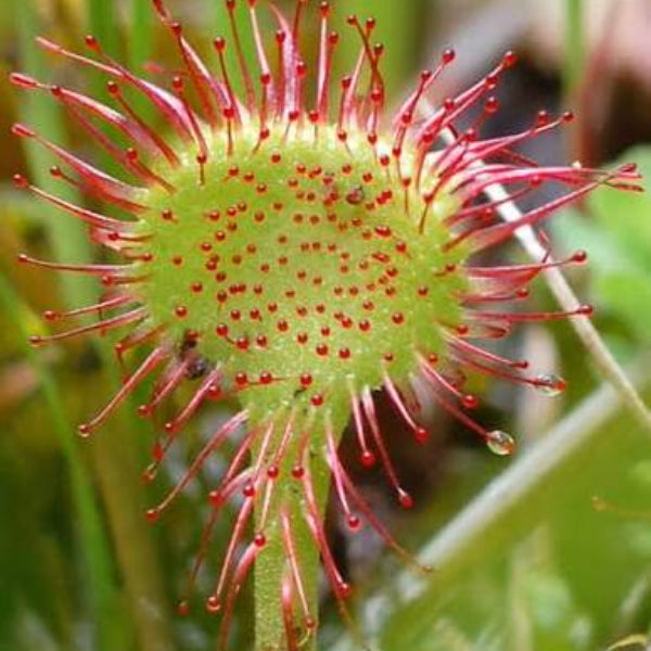 Leafy Sundew Drosera Stolonifera Seeds 