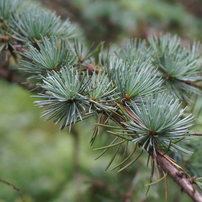 Lebanon Cedar Seeds - Tree Seeds for Home Gardens