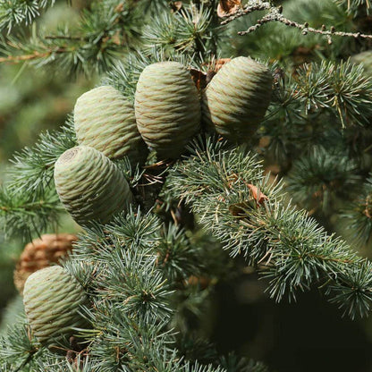 Lebanon Cedar Seeds - Tree Seeds for Home Gardens