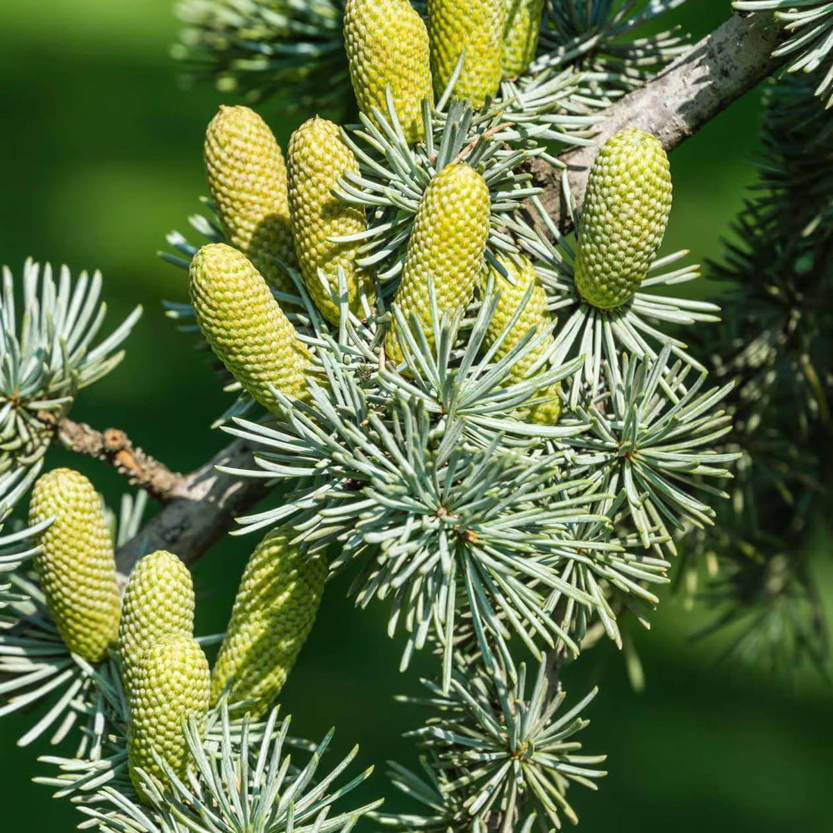 Lebanon Cedar Seeds - Tree Seeds for Home Gardens