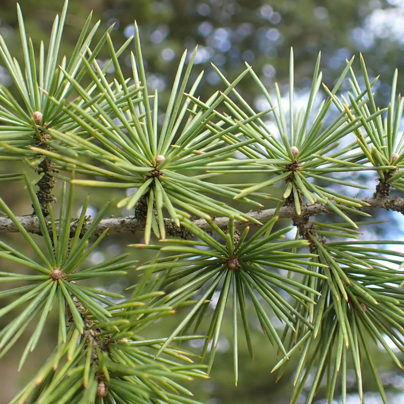 Lebanon Cedar Seeds - Tree Seeds for Home Gardens
