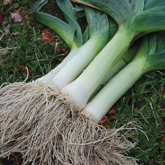 Leek Seeds  - Vegetable Plant For Home Gardens