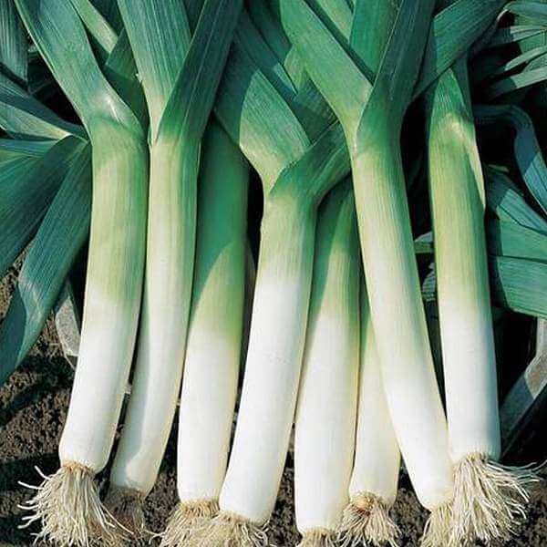 Leek Seeds  - Vegetable Plant For Home Gardens