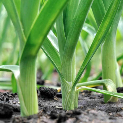 Leek Seeds 