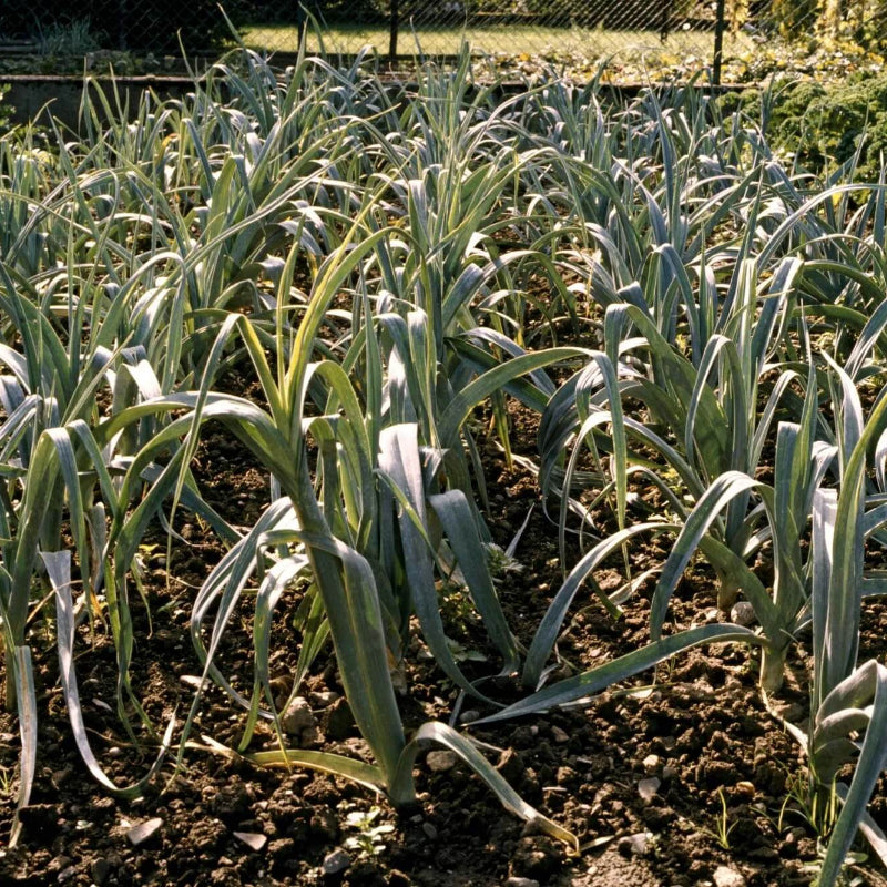 Leek Seeds 