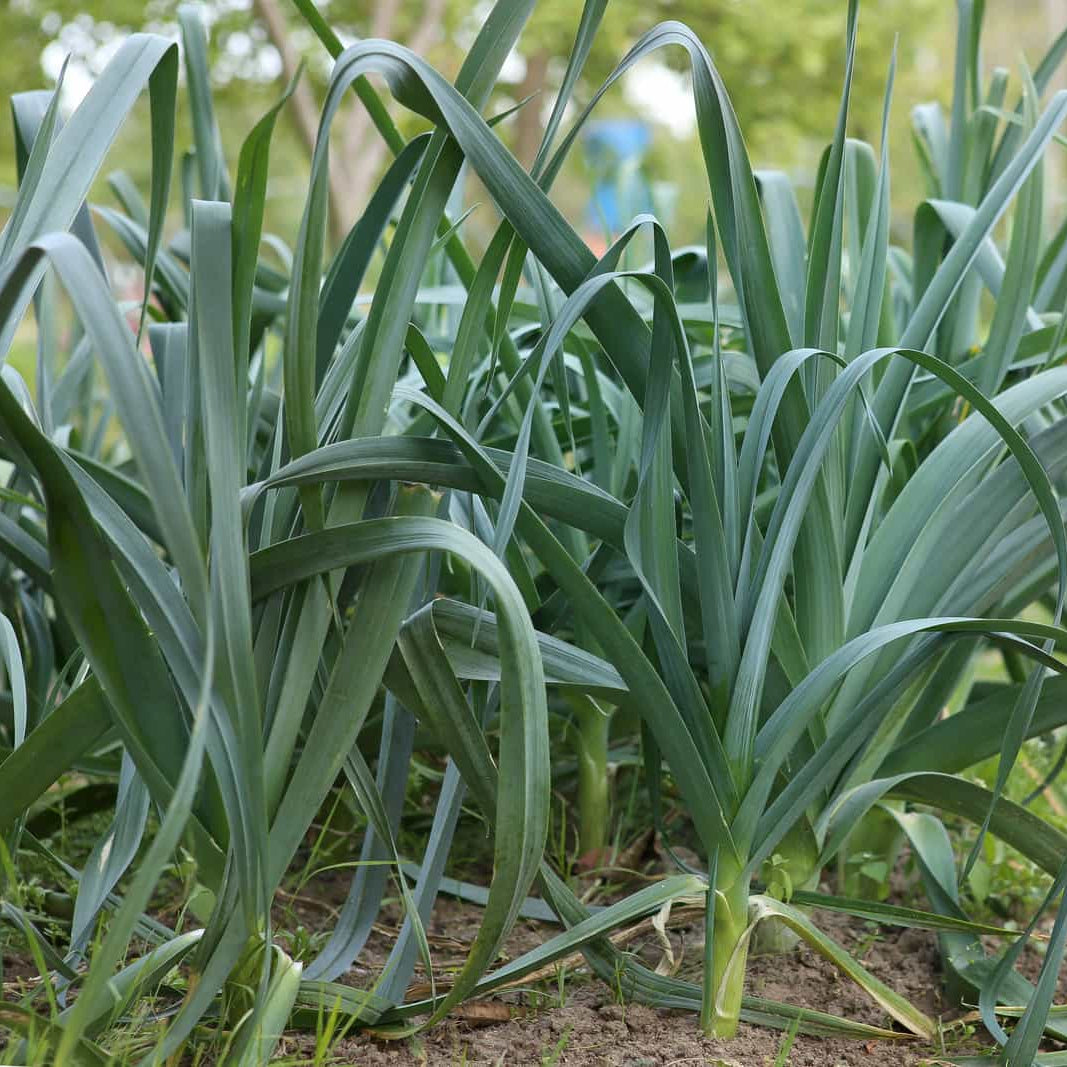 Leek Seeds 