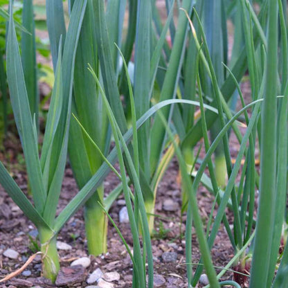 Leek Seeds 