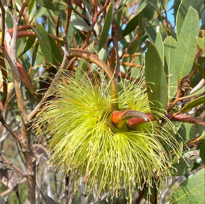 Lehmannii Eucalyptus Seeds