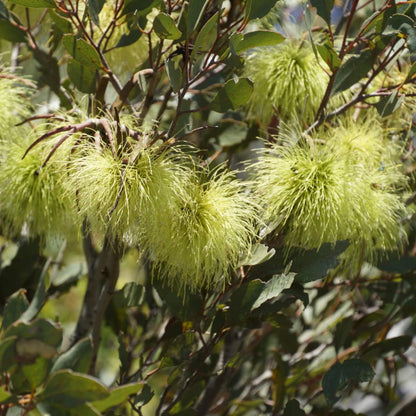 Lehmannii Eucalyptus Seeds