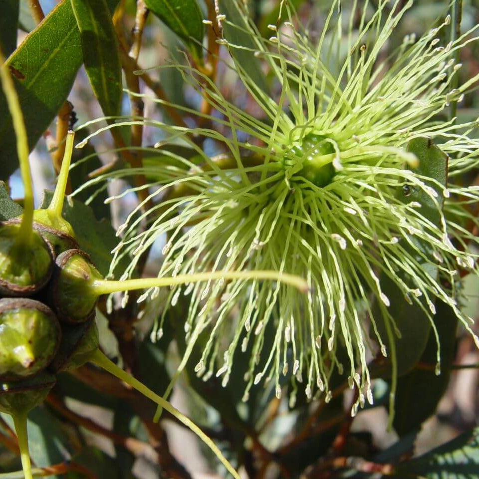 Lehmannii Eucalyptus Seeds
