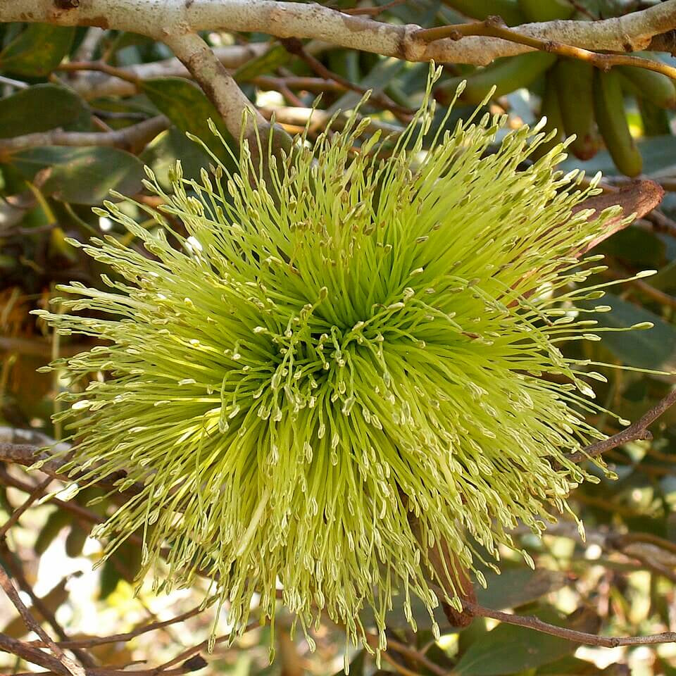 Lehmannii Eucalyptus Seeds