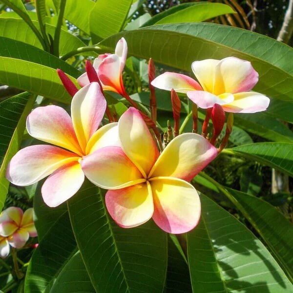Lei Flower seeds