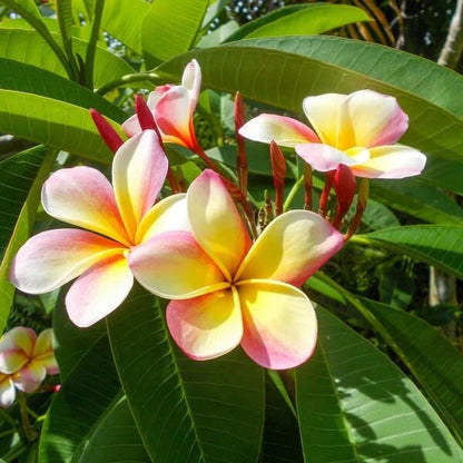 Lei Flower seeds