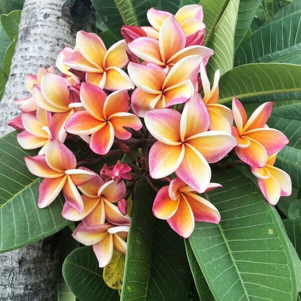 Lei Flower seeds