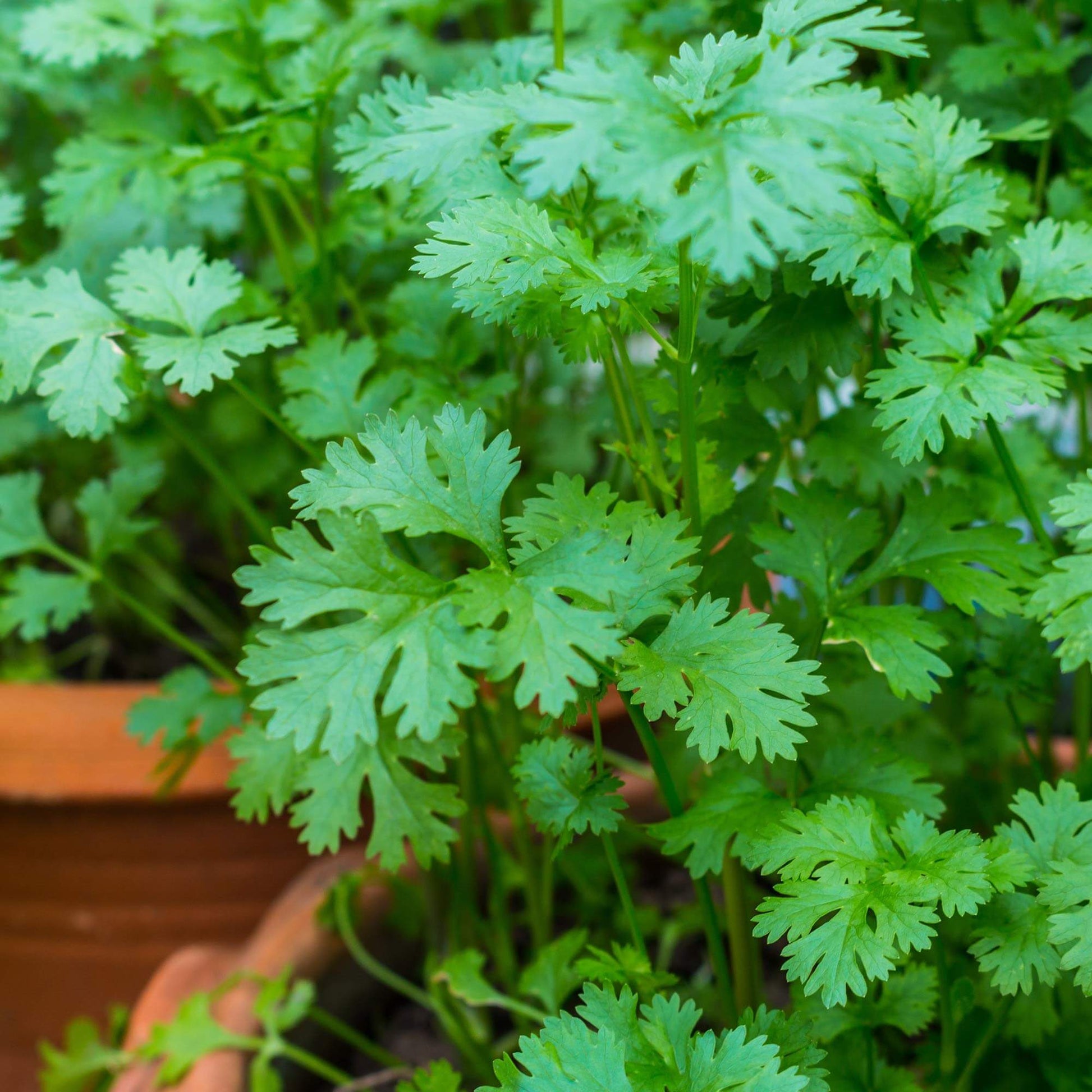 Leisure Splits Cilantro Seeds - Herbal Plant 