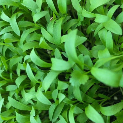 Leisure Splits Cilantro Seeds - Herbal Plant 