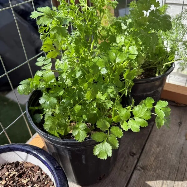 Leisure Splits Cilantro Seeds - Herbal Plant 