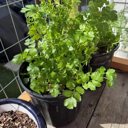 Leisure Splits Cilantro Seeds - Herbal Plant 