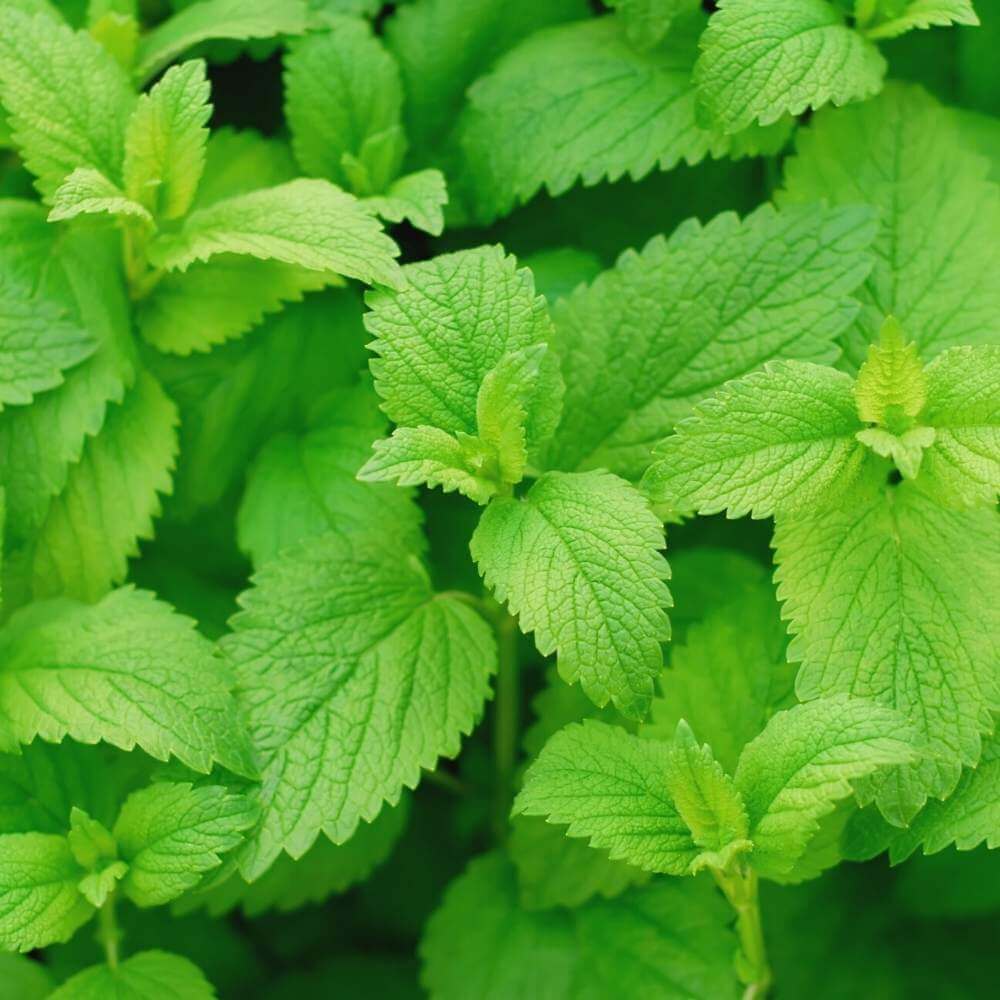 Lemon Balm Mint Seeds - Herbal Plant