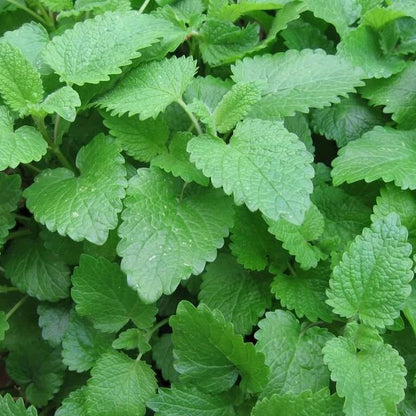 Lemon Balm Mint Seeds - Herbal Plant
