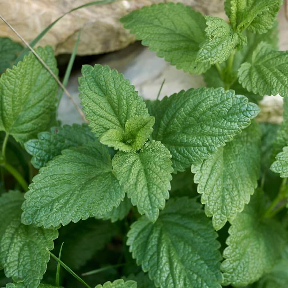 Lemon Balm Mint Seeds - Herbal Plant