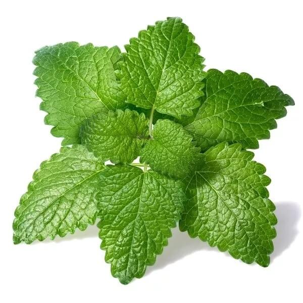 Lemon Balm Mint Seeds - Herbal Plant