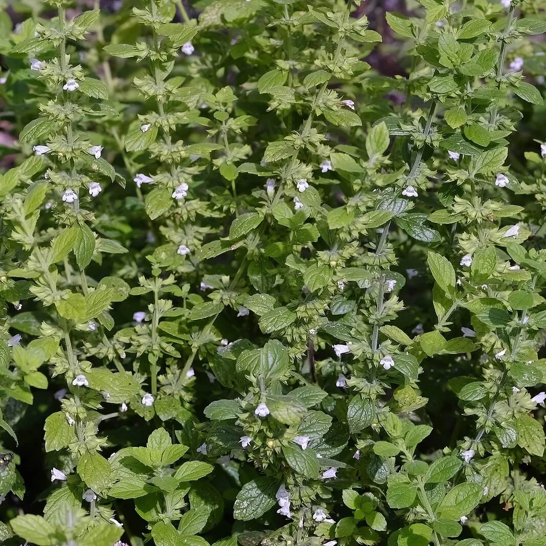 Lemon Balm Seeds