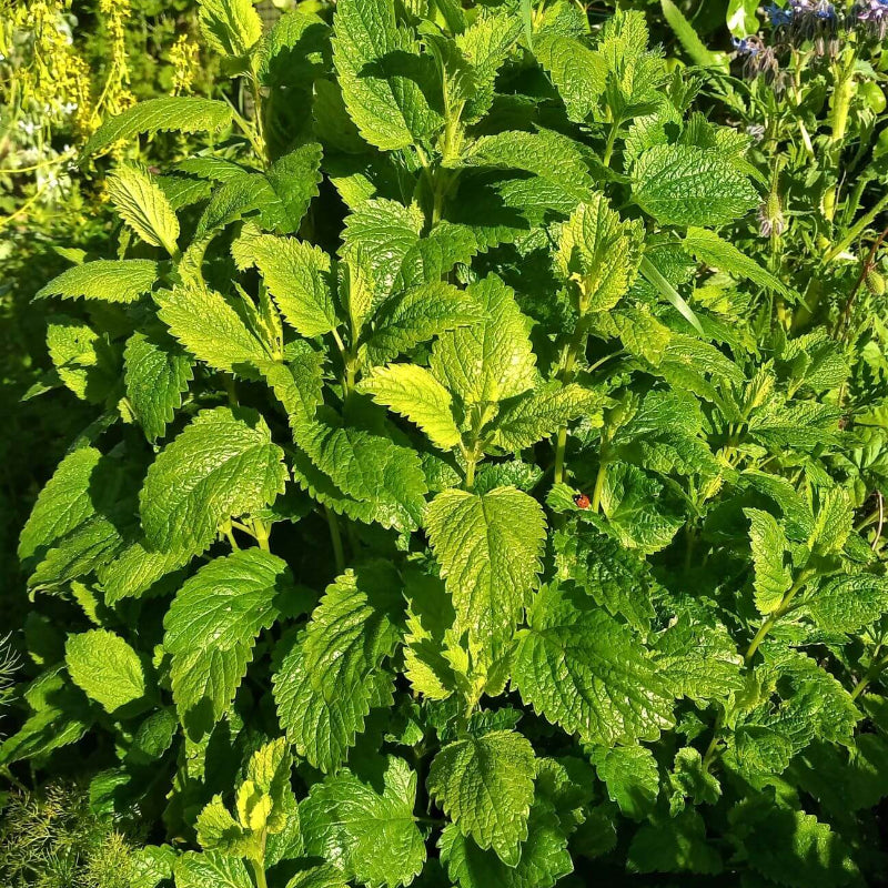 Lemon Balm Seeds