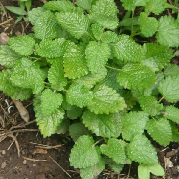 Lemon Balm Seeds - Herbal Plant