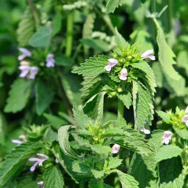 Lemon Balm Seeds