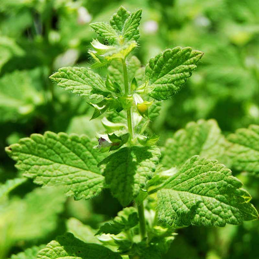 Lemon Balm Seeds