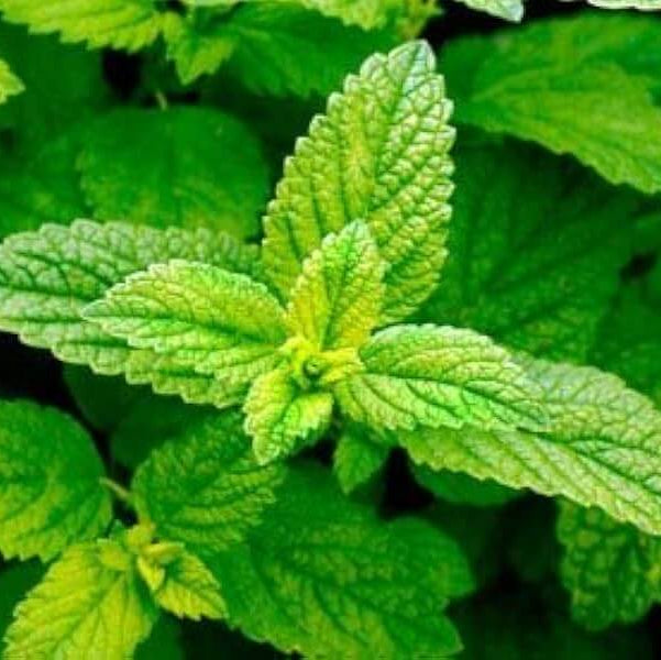 Lemon Balm Seeds - Herbal Plant