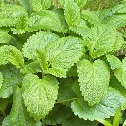 Lemon Balm Seeds