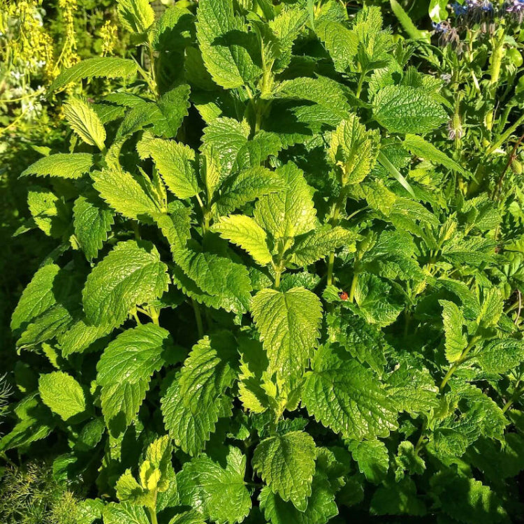 Lemon Balm Seeds