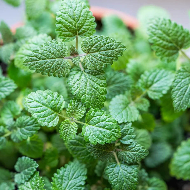 Lemon Balm Seeds