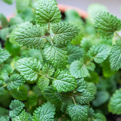 Lemon Balm Seeds